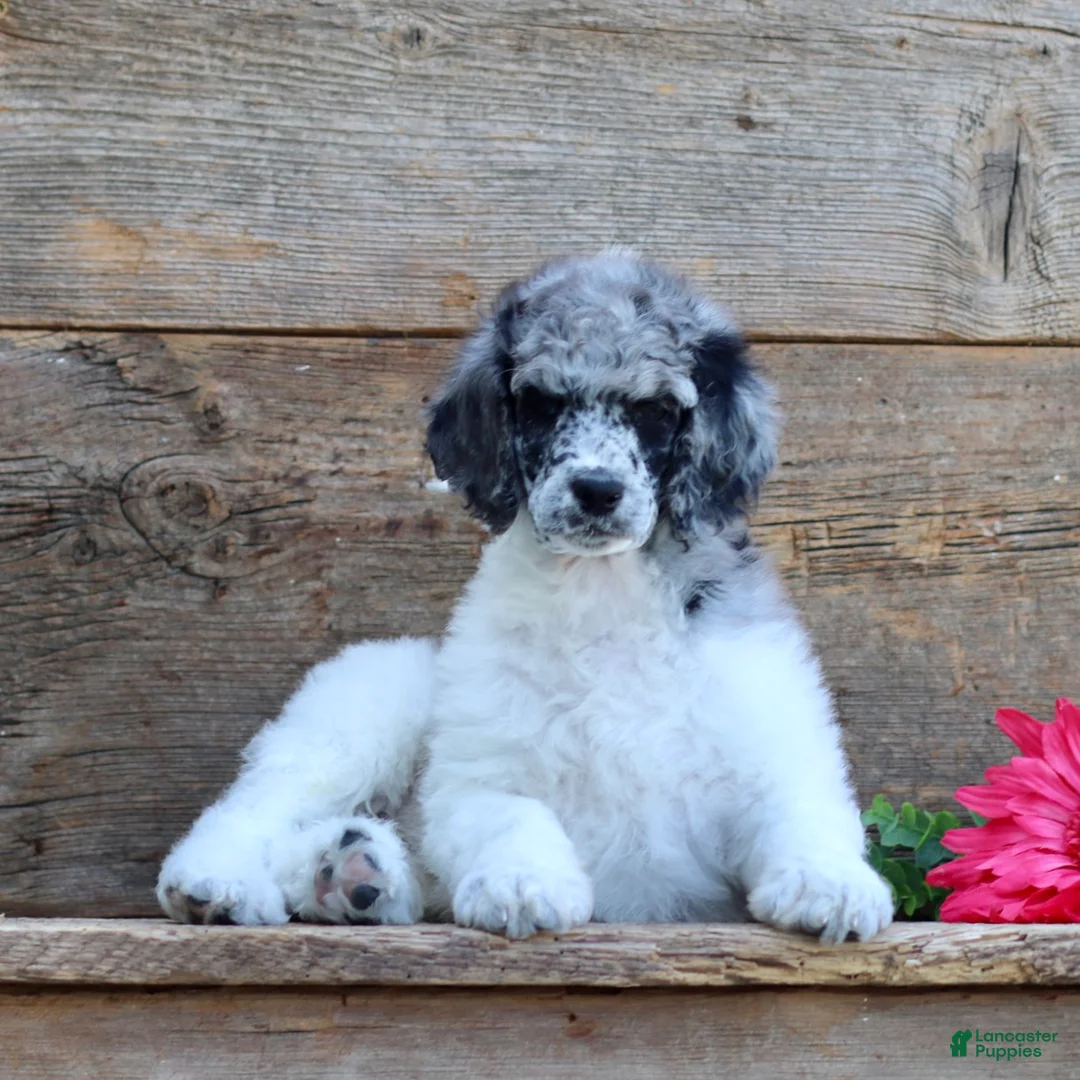 Standard Poodle dogs for sale: Tommy - Ad 2