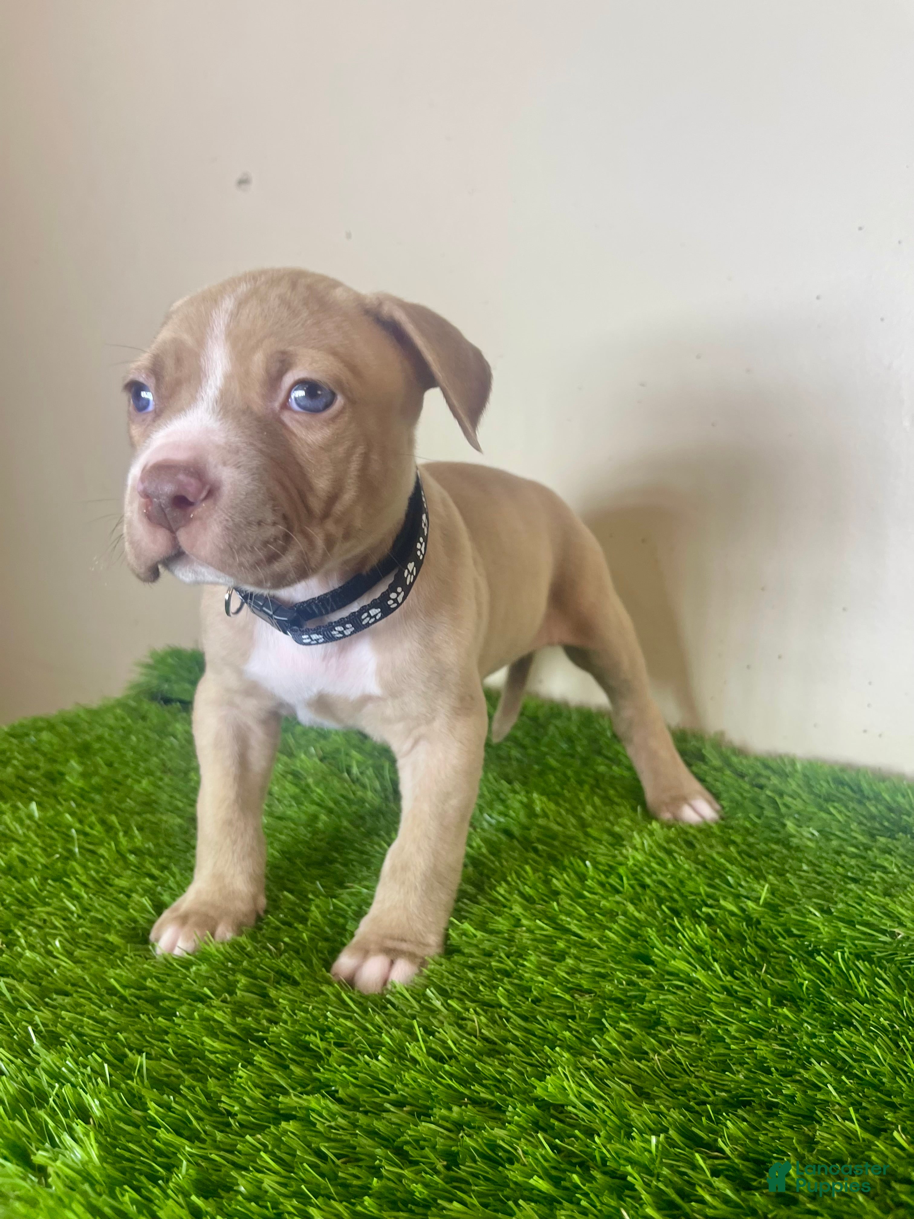 American Bully dogs American Bully Male 1 - Ad 2