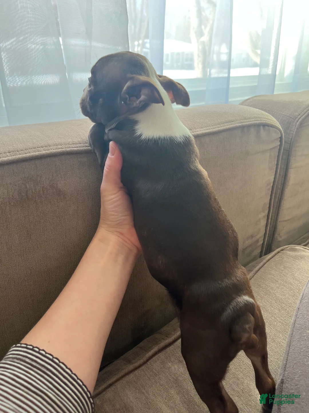 Boston Terrier dogs for sale: Lilo - Ad 2