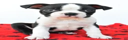 Boston Terrier dogs for sale: Ranger - Ad 8