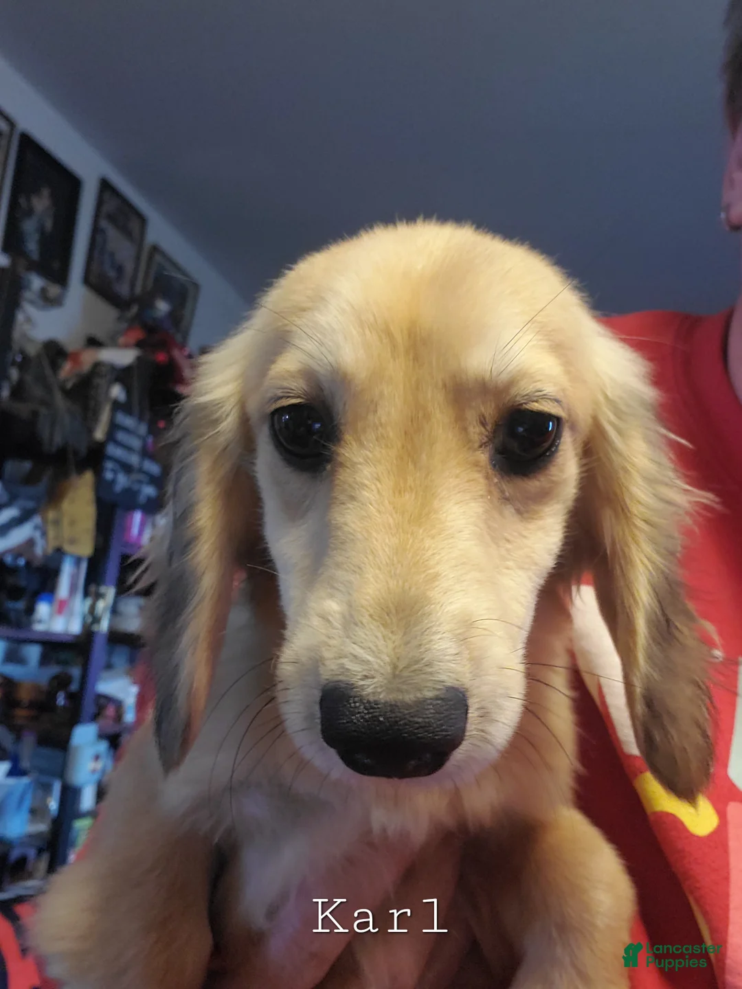 Miniature Dachshund dogs for sale: Karl - Ad 2