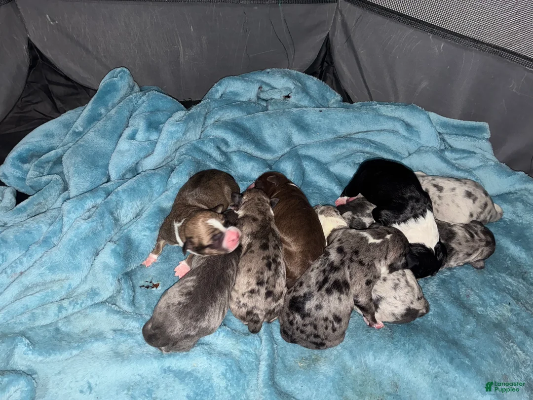 American Pit Bull Terrier dogs for sale: American Pit Bull Terrier Puppy 1 - Ad 2