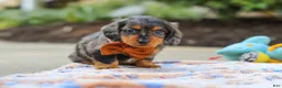 Miniature Dachshund dogs for sale: Dallas - Ad 7