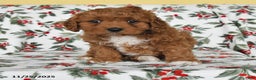 Cavapoo dogs for sale: Lucky - Ad 2