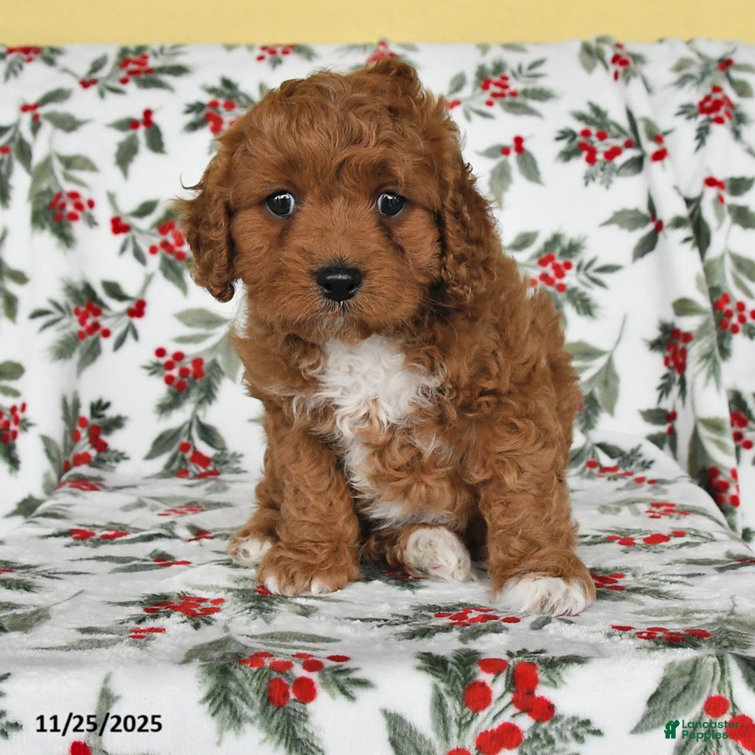 Cavapoo dogs for sale: Lucky - Ad 2