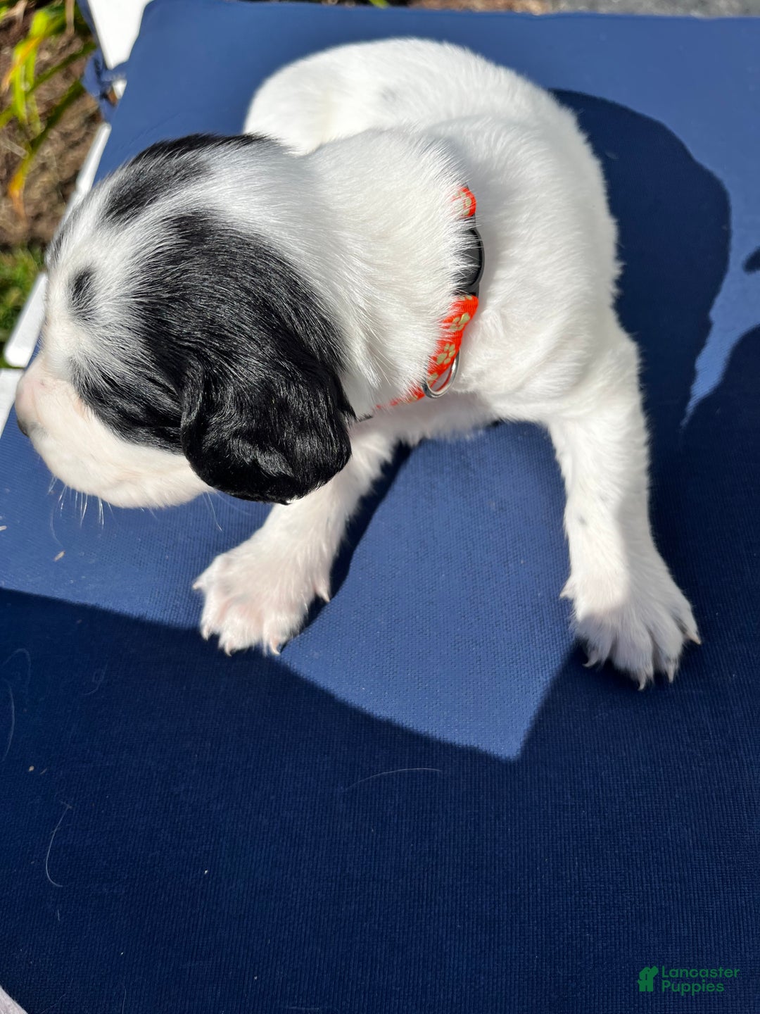 English Springer Spaniel dogs for sale: English Springer Spaniel Puppy 8 - Ad 7