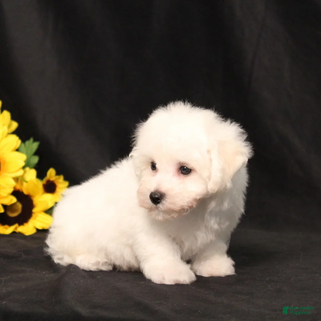 Bichon Frise dogs for sale: BJ's Michael - Ad 5