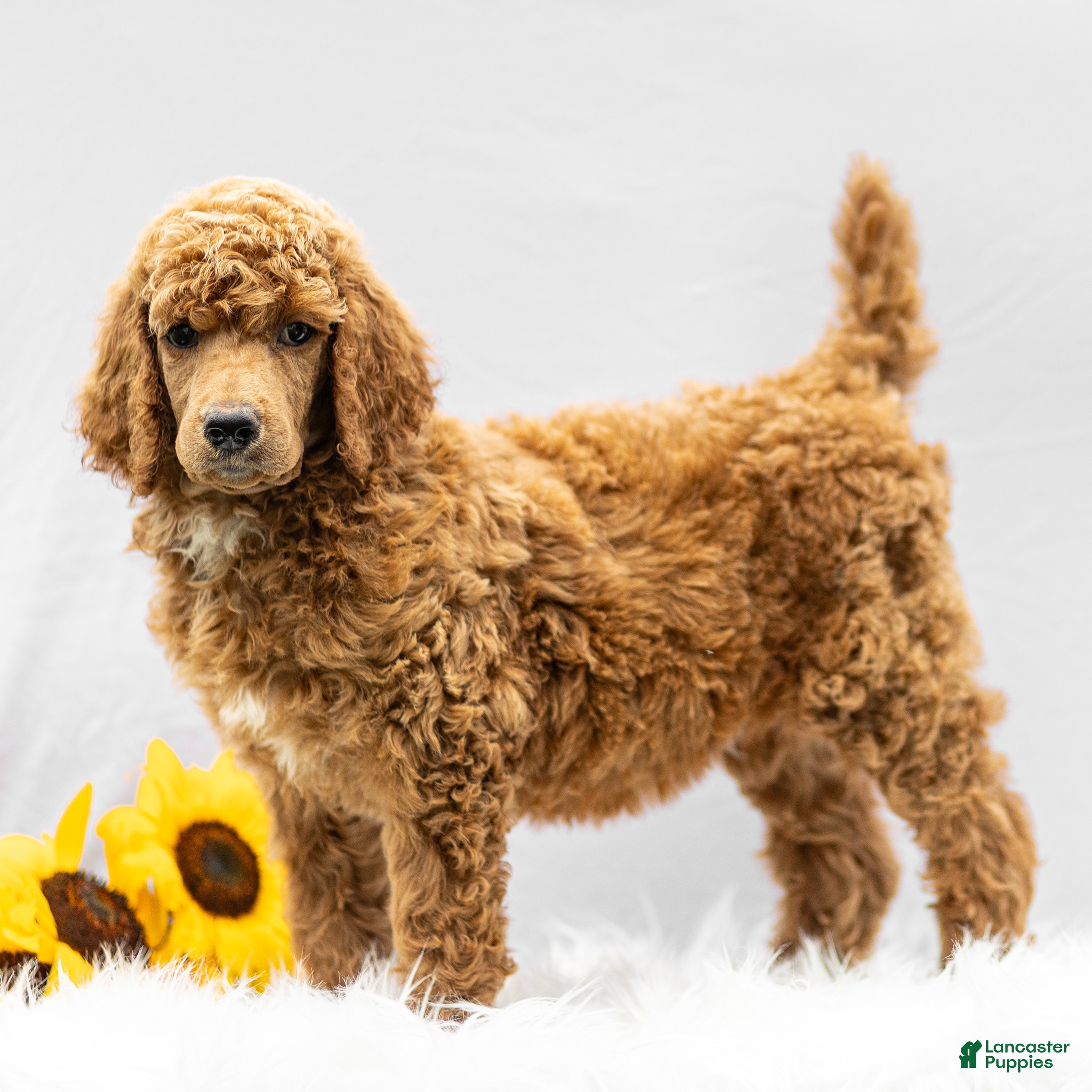 Standard Poodle dogs Melody - Ad 1