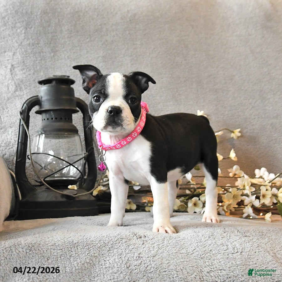 Boston Terrier dogs Raisin - Ad 1