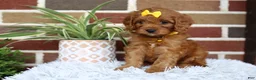Cavapoo dogs for sale: Skye - Ad 8