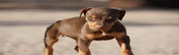 Doberman Pinscher dogs for sale: Sara F 1 - Ad 6