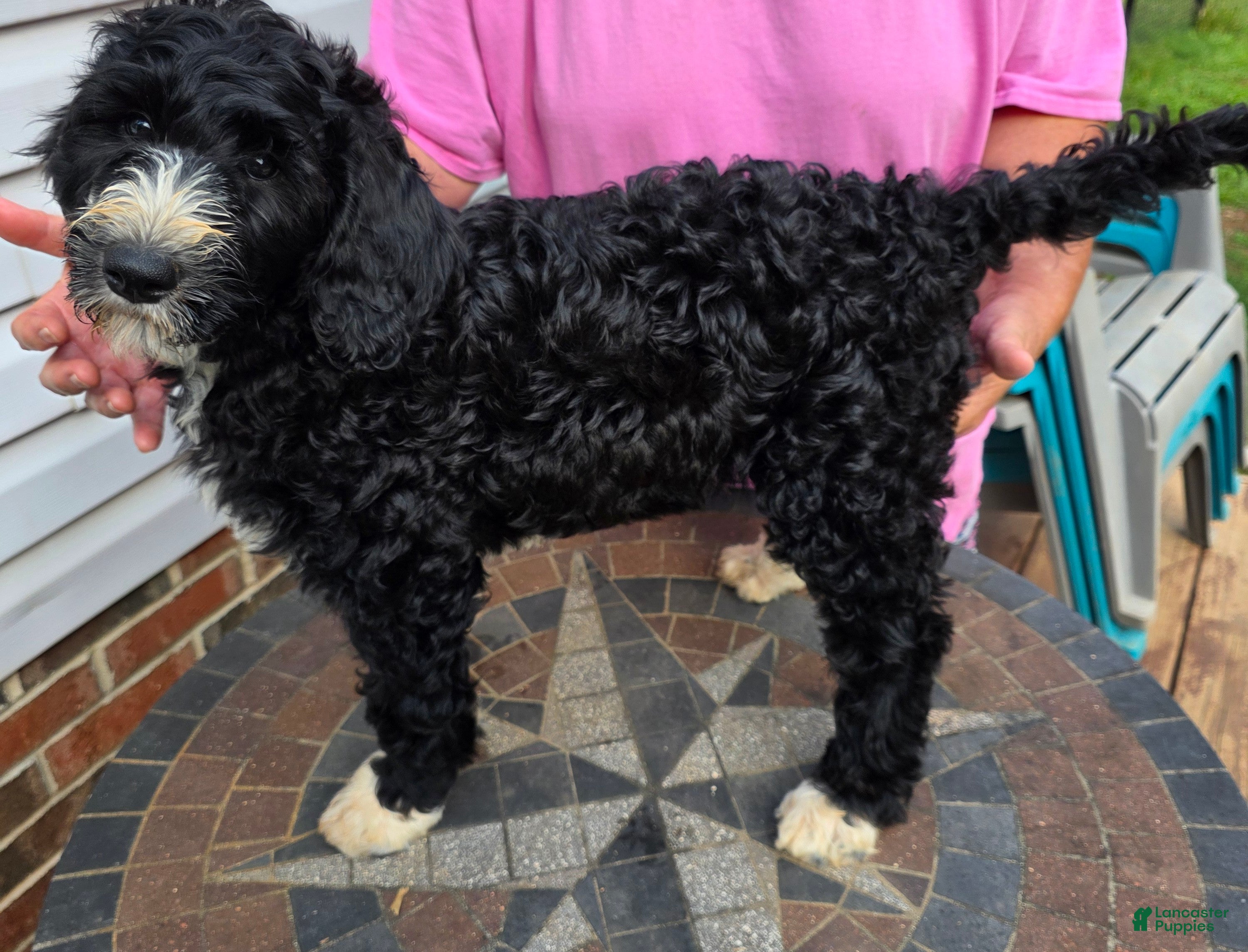 Bernedoodle dogs Forest - Ad 2