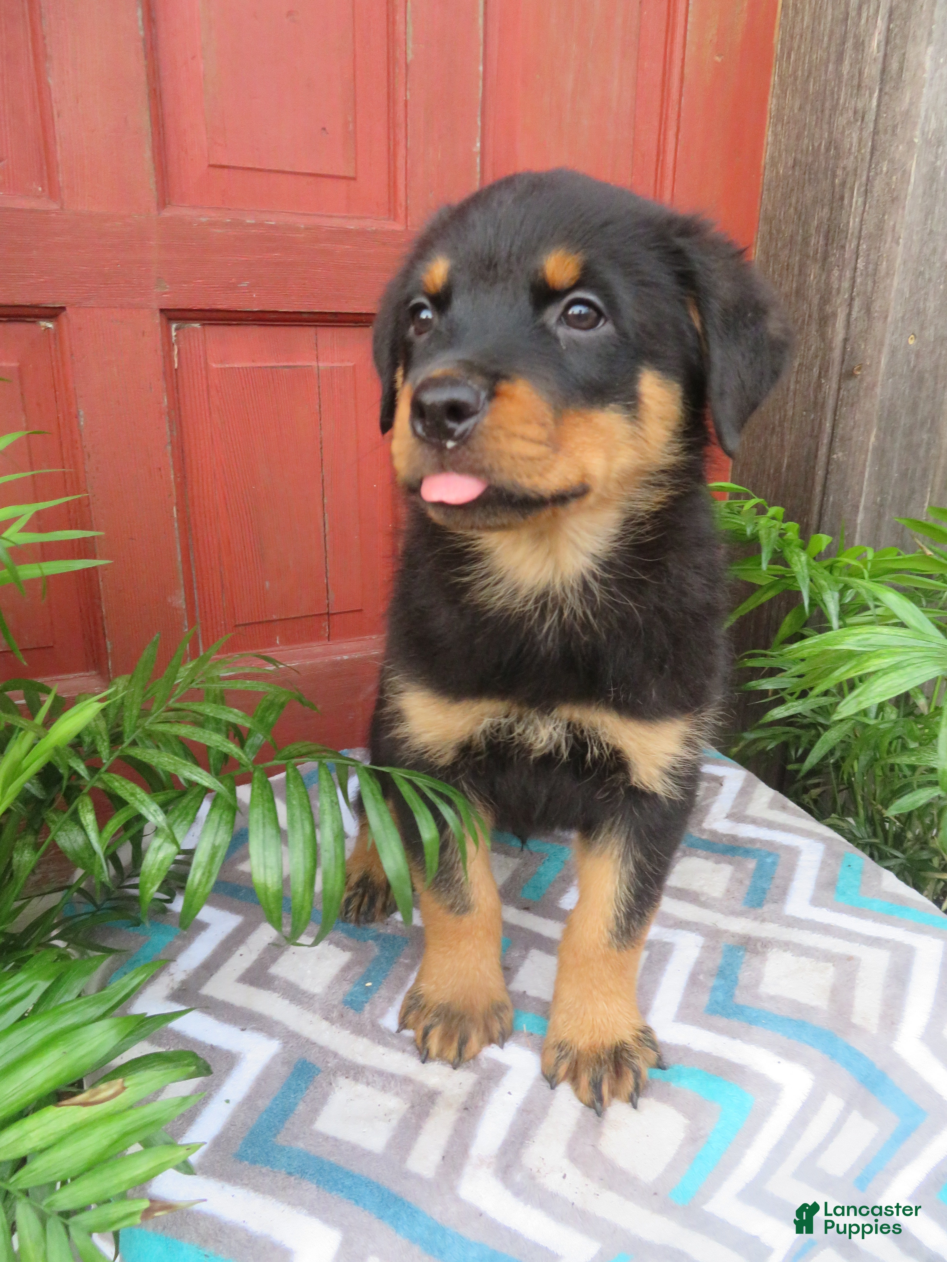 Rottweiler dogs Captain  - Ad 1