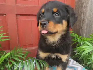 Rottweiler dogs for sale: Captain - Ad 4