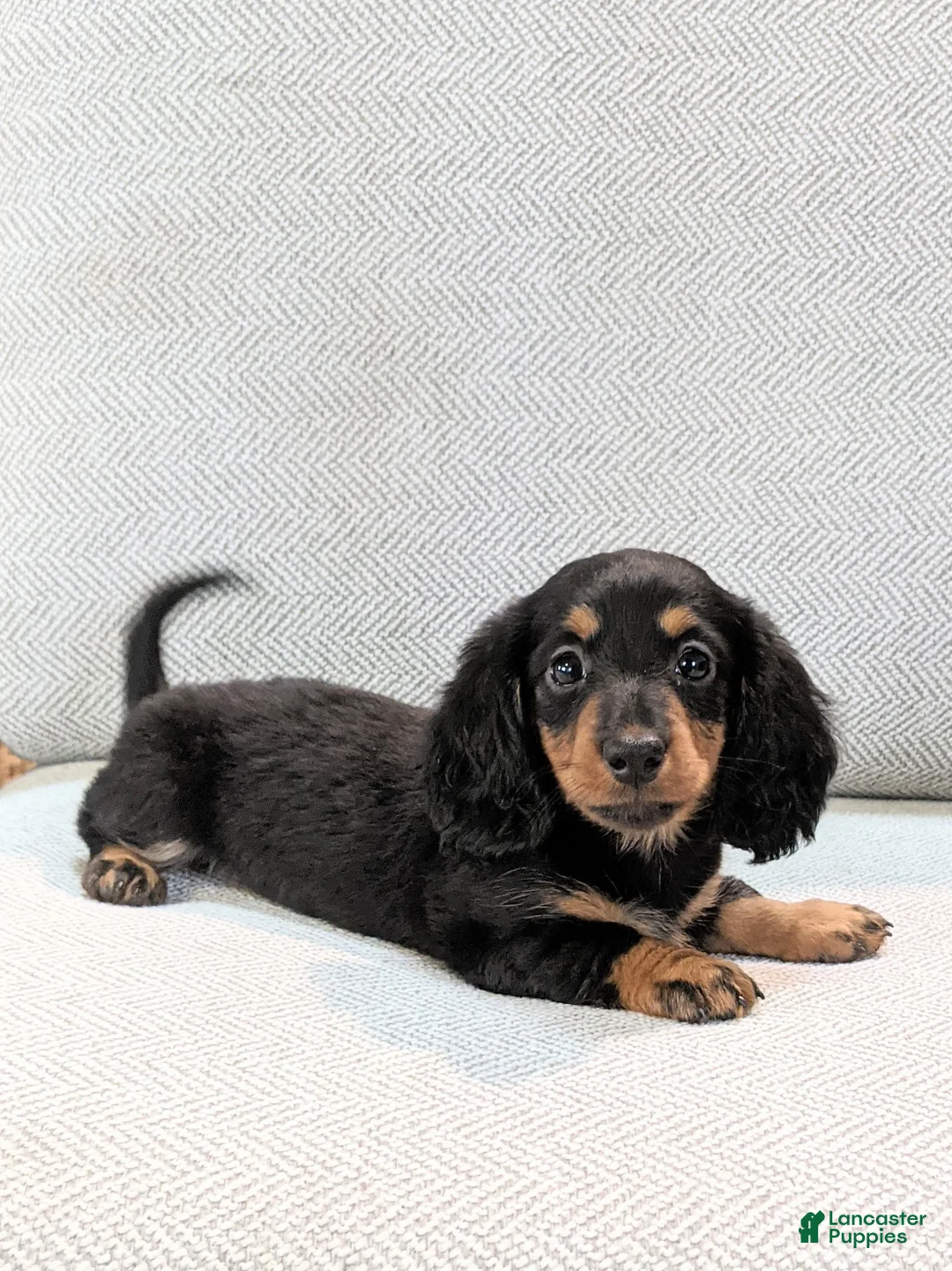 Miniature Dachshund dogs for sale: Bella  - Ad 2