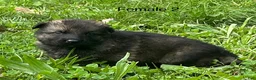 German Shepherd dogs for sale: German Shepherd 3 - Ad 17