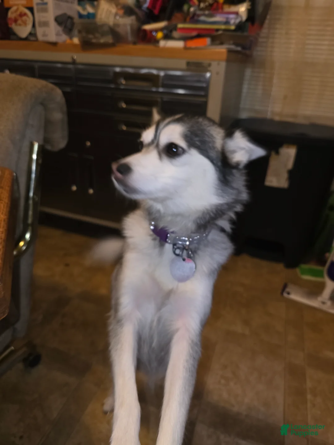 Pomsky dogs for sale: Pomsky Puppy 3 - Ad 2