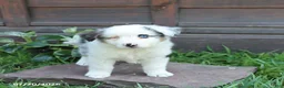 Australian Shepherd dogs for sale: Maddie - Ad 5
