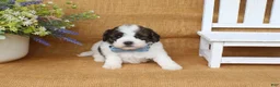 Cavapoo dogs for sale: Ian - Ad 4