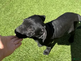 Cane Corso dogs Cane Corso Puppy 2 - Ad 5