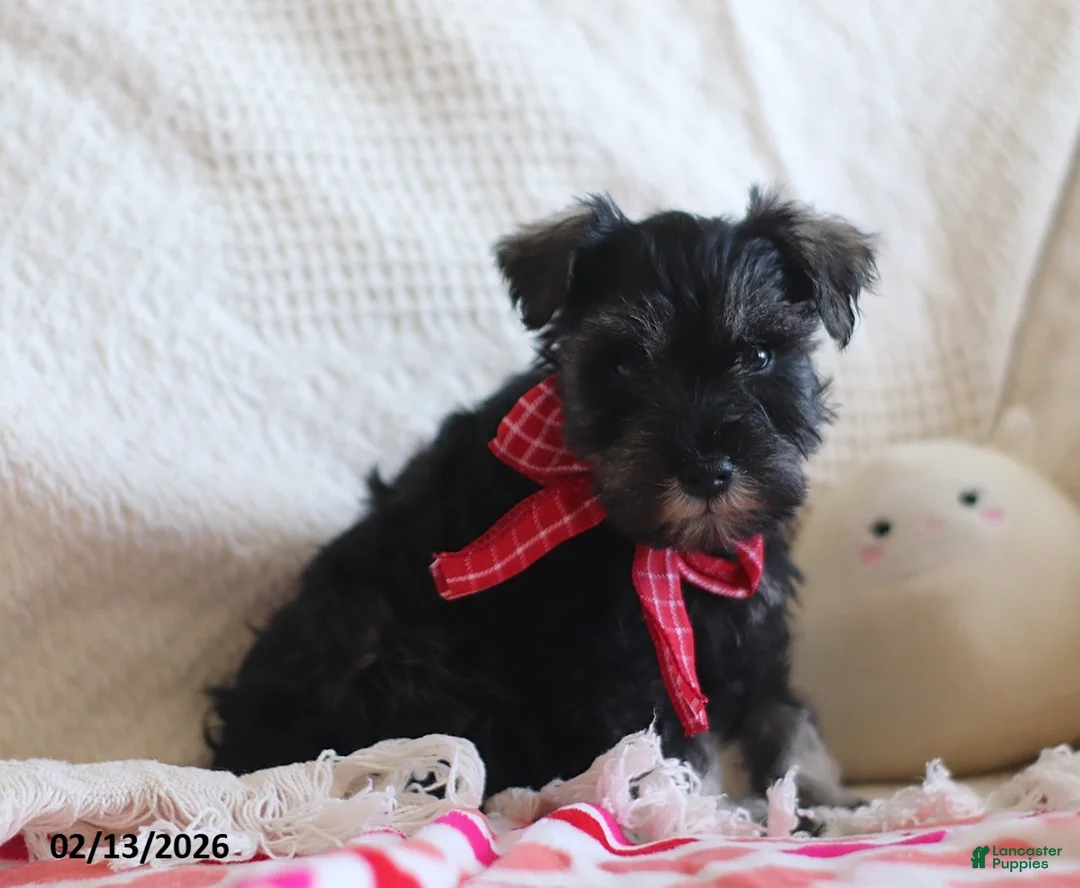 Miniature Schnauzer dogs for sale: Sammy - Ad 4