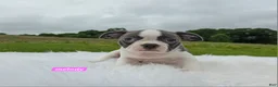 Boston Terrier dogs for sale: Melody - Ad 6