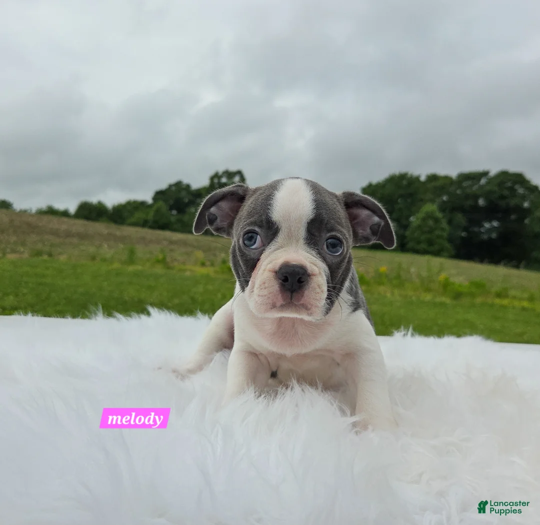 Boston Terrier dogs for sale: Melody - Ad 6