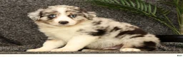 Miniature Australian Shepherd dogs for sale: Max - Ad 6