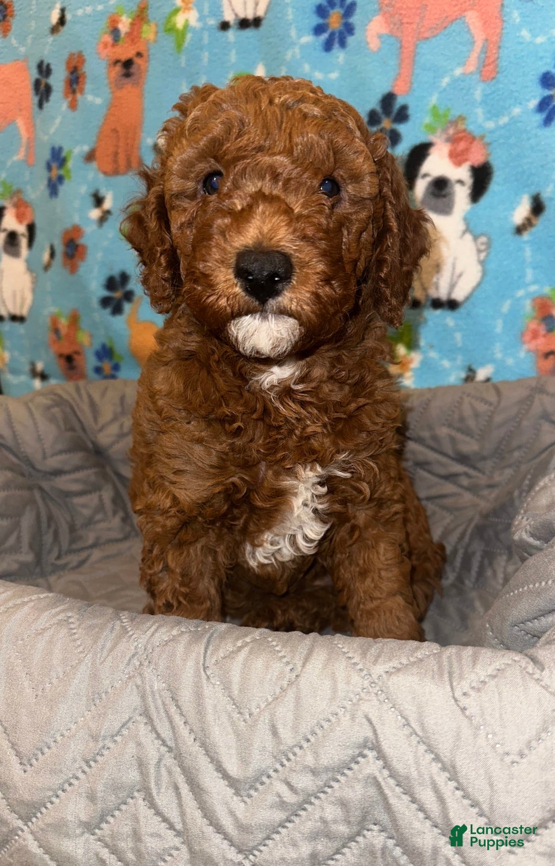 Goldendoodle dogs for sale: Lulu - Ad 3