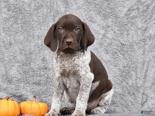 German Shorthaired Pointer dogs - Ad 28