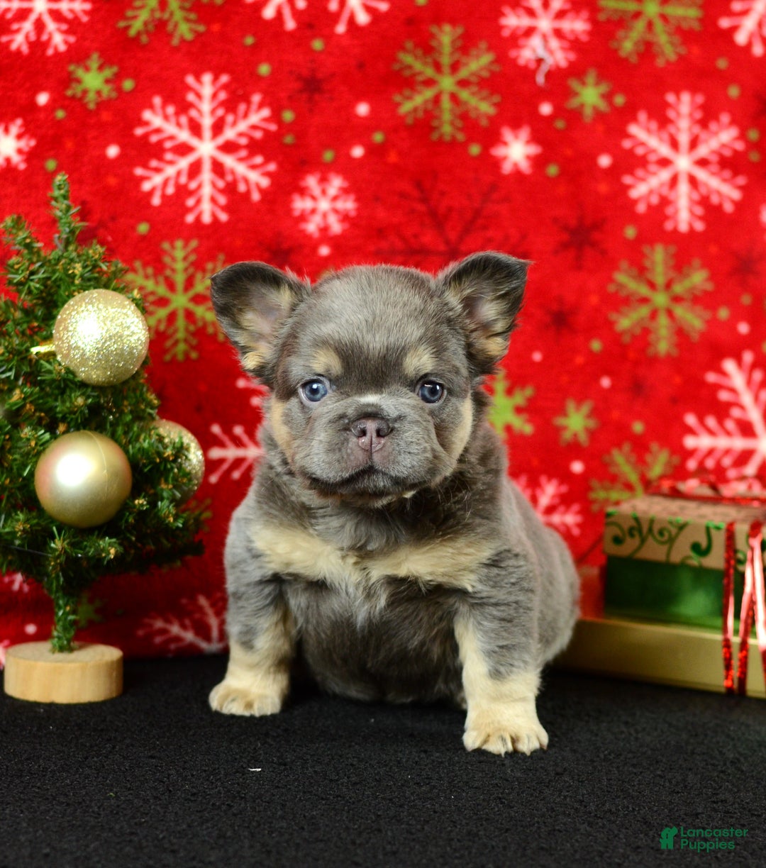 French Bulldog dogs for sale: Champ - Ad 1