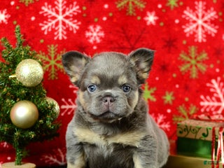 French Bulldog dogs Champ - Ad 17