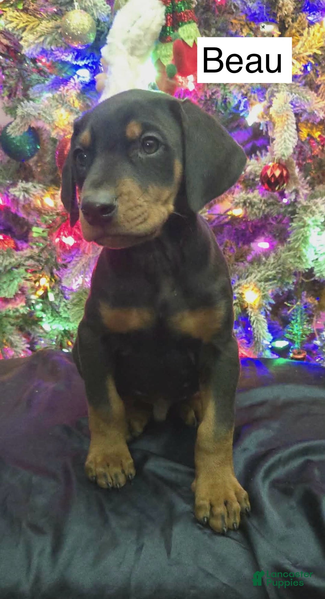 Doberman Pinscher dogs for sale: Beau - Ad 3