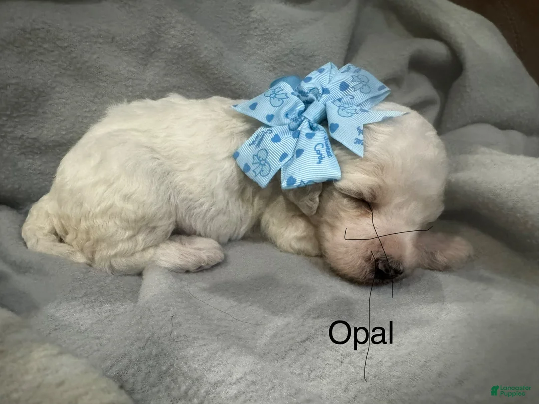 Standard Poodle dogs for sale: Opal - Ad 1