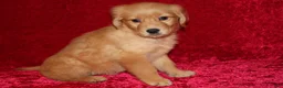 Golden Retriever dogs for sale: Summer AKC OFA  - Ad 8