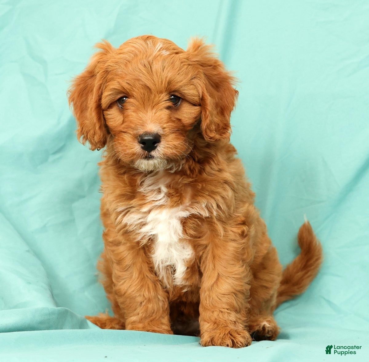 Cavapoo dogs Peanut - Ad 2