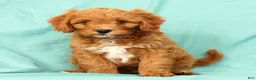 Cavapoo dogs for sale: Peanut - Ad 2