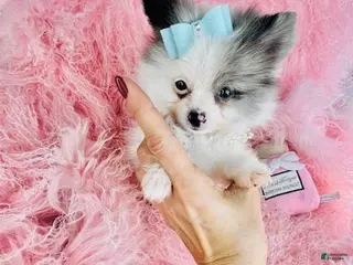 Pomeranian dogs Teacup/Pocket Pomeranian Puppy 1 - Ad 6