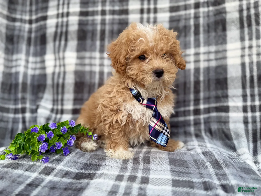 Bichpoo dogs for sale: Fred - Ad 4