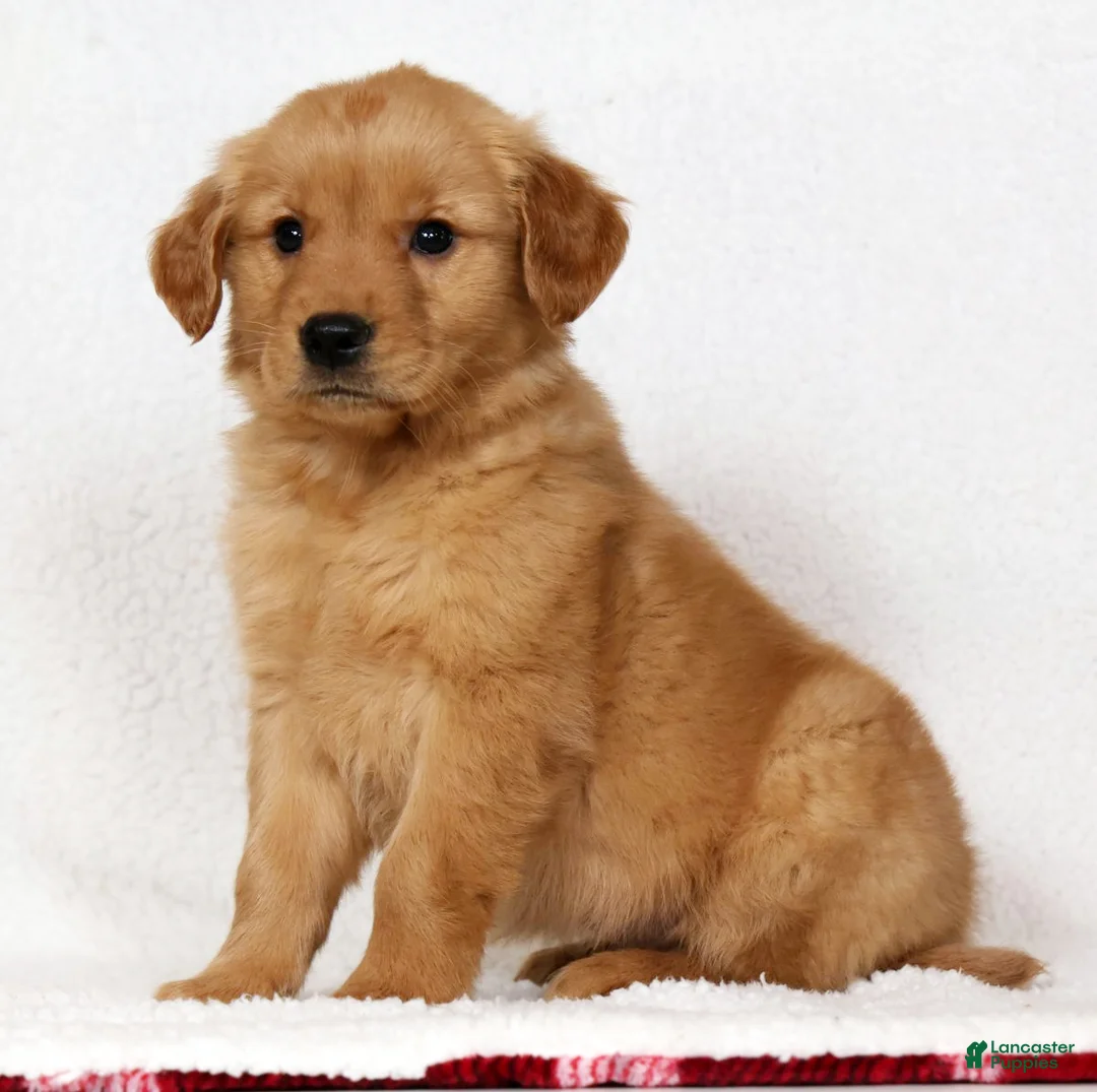 Golden Retriever dogs for sale: Rusty - Ad 1