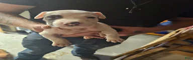 American Pit Bull Terrier 3