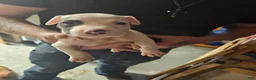 American Pit Bull Terrier dogs for sale: American Pit Bull Terrier 3 - Ad 1