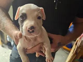 American Pit Bull Terrier dogs American Pit Bull Terrier 3 - Ad 23