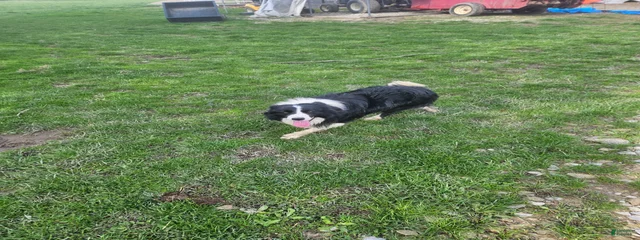Rex