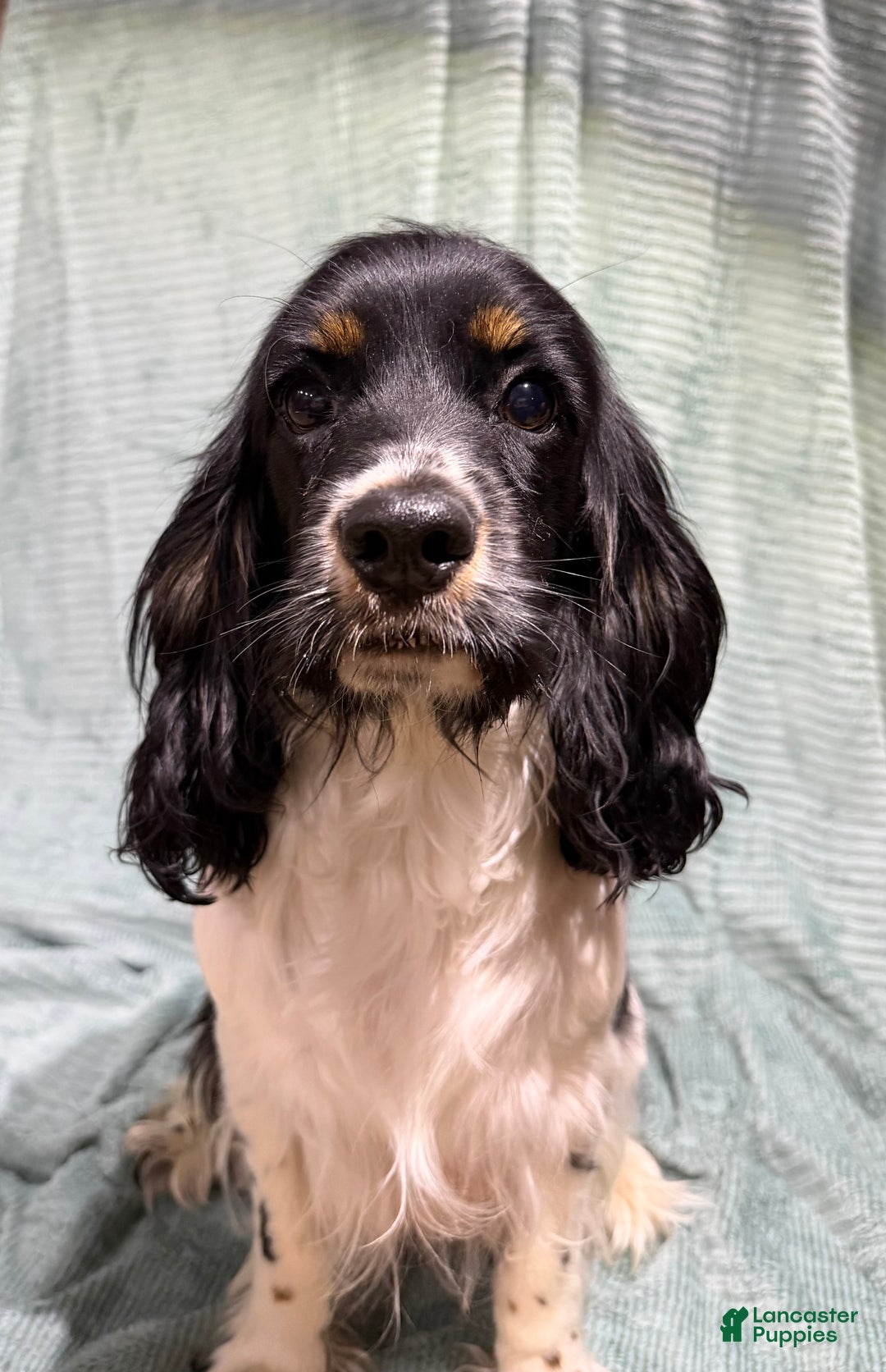 Cocker Spaniel dogs for sale: Cocker Spaniel Puppy 4 - Ad 2