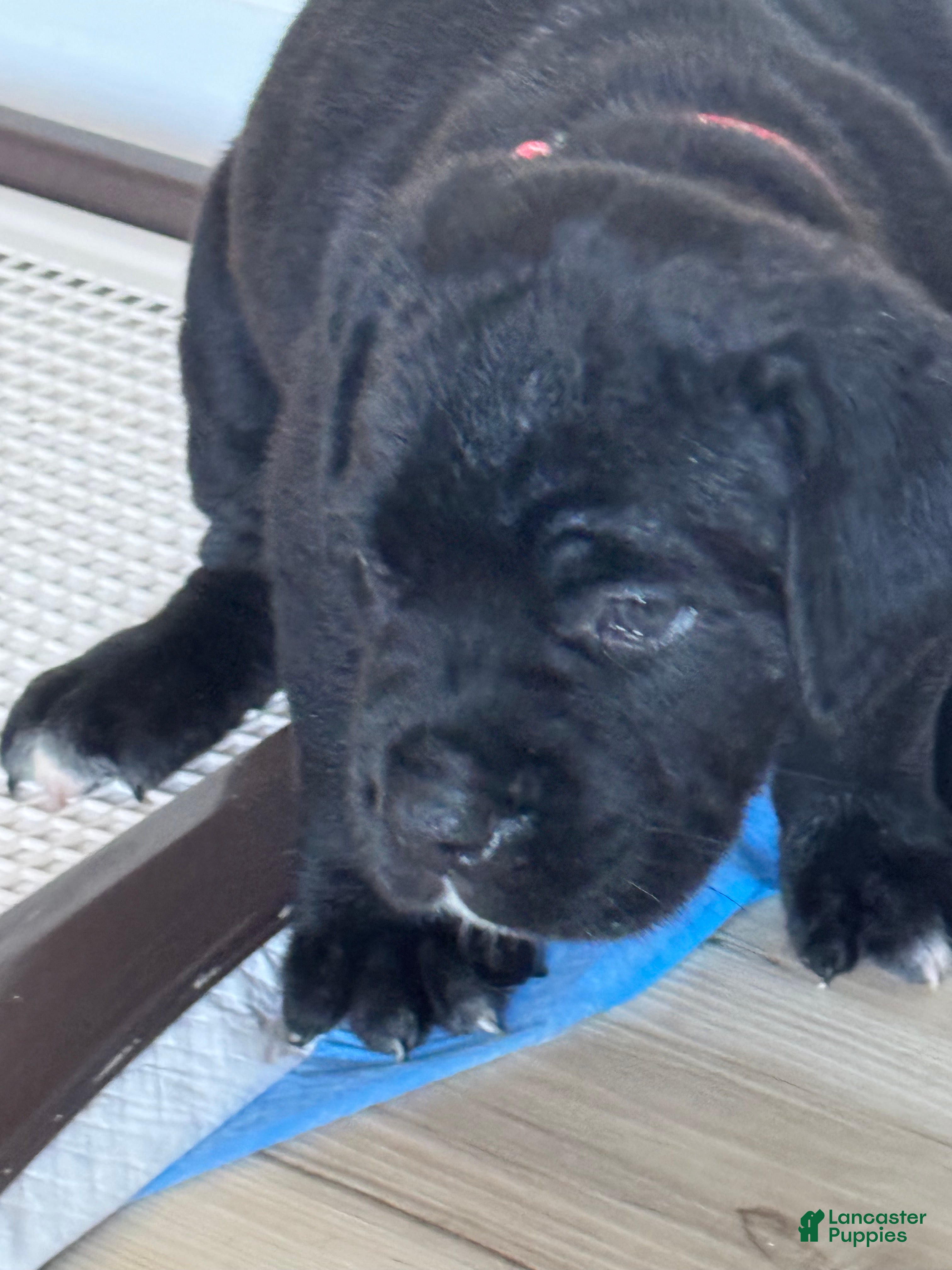 Cane Corso dogs Phoebe - Ad 17