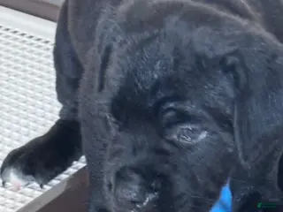 Cane Corso dogs Phoebe - Ad 6