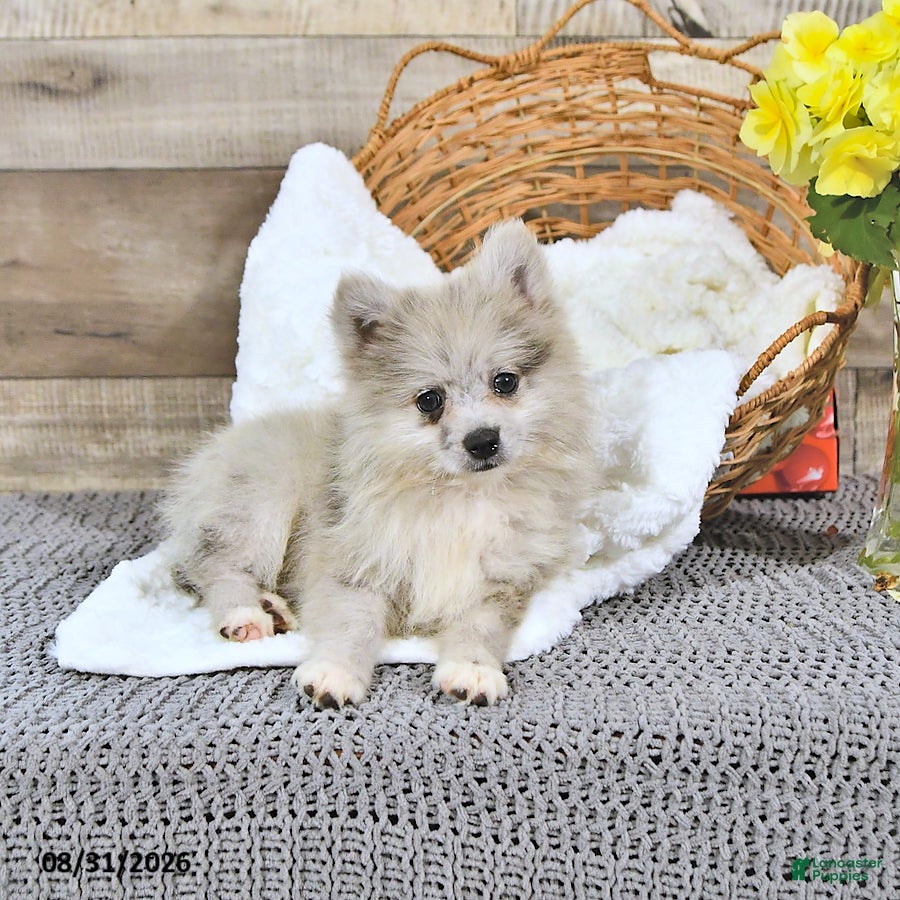 Pomeranian dogs Luke - Ad 2