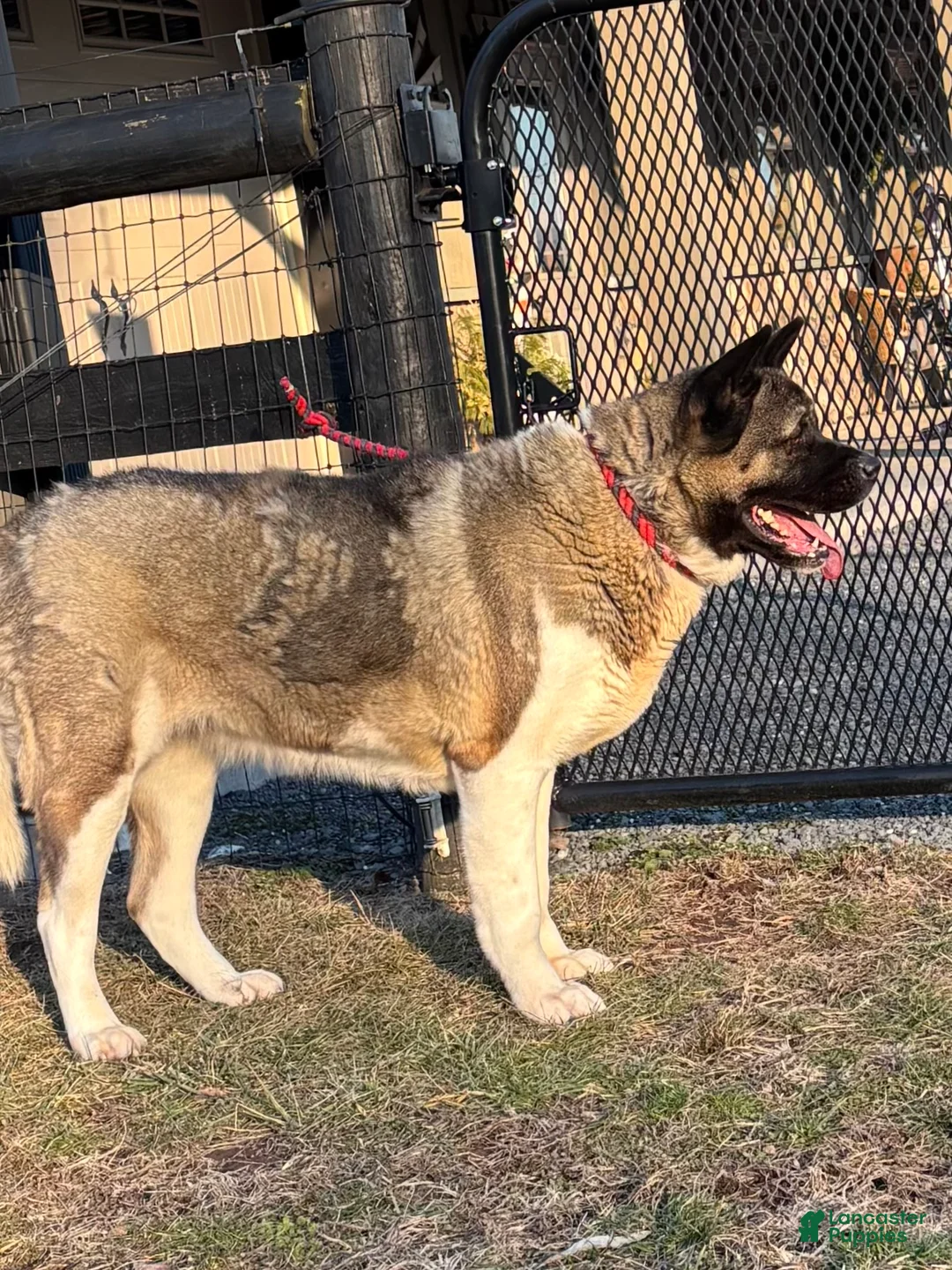 Akita dogs for sale: Mocha - Ad 3