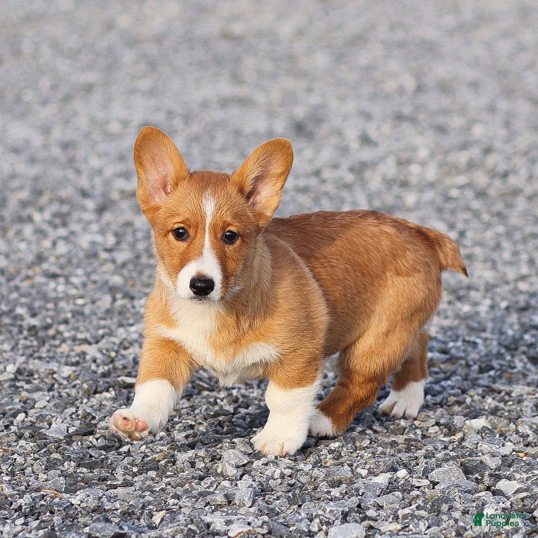 Welsh Corgi Pembroke dogs Kyler Welsh Corgi Pembroke - Ad 2